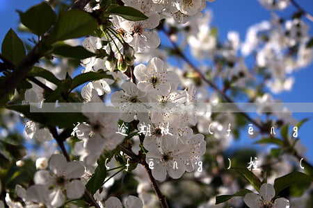 花唄逾期被風(fēng)控怎么辦(花唄被風(fēng)控關(guān)閉花唄重新開(kāi)風(fēng)控能解嗎)
