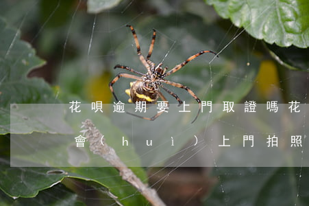 花唄逾期要上門取證嗎(花唄逾期五千多催收會(huì)上門拍照取證嗎?)