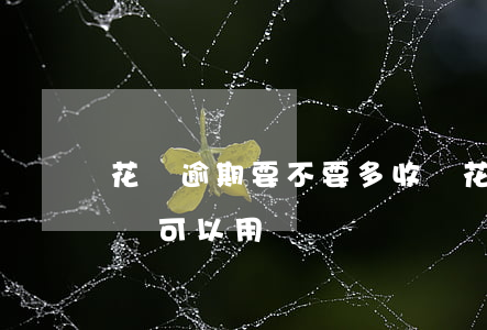花唄逾期要不要多收錢(花唄逾期支付寶收錢還可以用嗎)