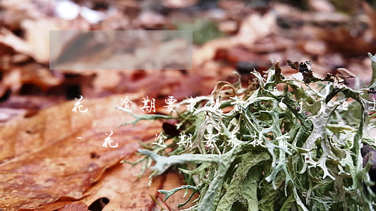 花唄逾期要求提前結(jié)清全部戶籍-花唄逾期要求提前結(jié)清全部戶籍怎么辦