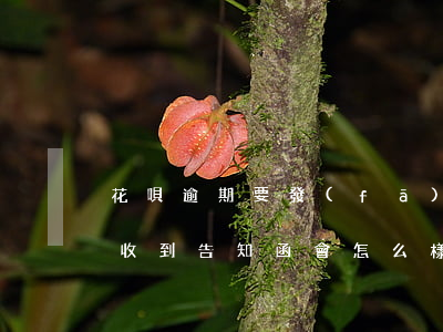 花唄逾期要發(fā)函 支付寶花唄逾期了收到告知函會怎么樣的