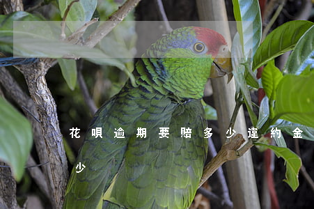 花唄逾期要賠多少違約金(花唄違約金每天多少)