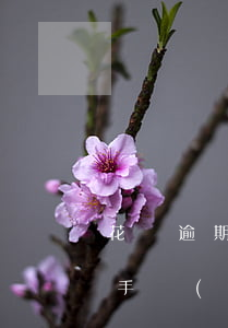 花唄逾期要還多少利息(花唄逾期下月還款收手續(xù)費(fèi)還有利息嗎)