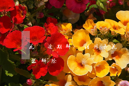 花唄逾期解綁信用卡(花唄逾期解綁信用卡怎么解除)