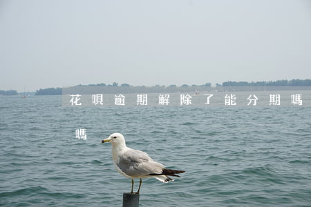花唄逾期解除了能分期嗎(花唄分期可以解除嗎)