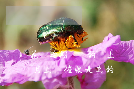 花唄逾期討債的會上門嗎(花唄借唄逾期兩個月上門催收是真的嗎)
