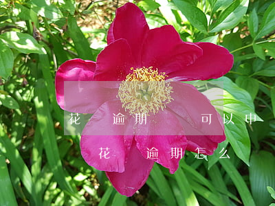 花唄逾期記錄可以申訴(花唄逾期多久會被起訴?花唄逾期怎么辦)