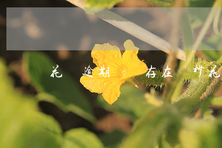 花唄逾期記錄存在幾秒(花唄違期幾天會怎樣)
