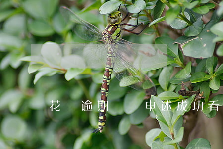 花唄逾期記錄申述成功(看花唄有沒有逾期記錄)