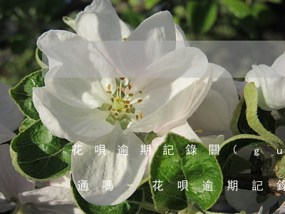 花唄逾期記錄關(guān)閉了還能再開通嗎-花唄逾期記錄關(guān)閉了還能再開通嗎安全嗎
