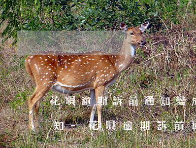 花唄逾期訴前通知變成應(yīng)訴通知-花唄逾期訴前通知變成應(yīng)訴通知了