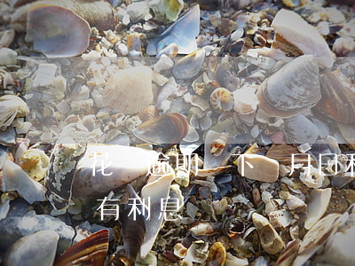 花唄逾期說下個月日利率(花唄推遲下月還款有利息嗎)