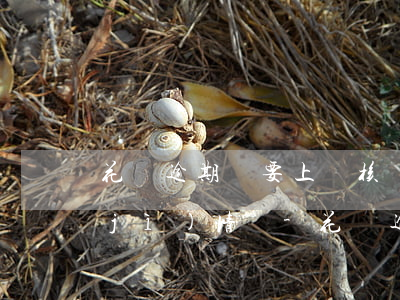 花唄逾期說要上門核實經(jīng)濟(jì)情況-花唄逾期說要上門核實經(jīng)濟(jì)情況是真的嗎