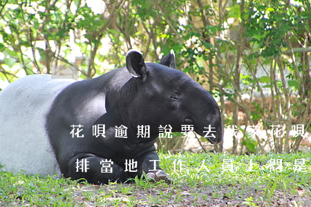 花唄逾期說要去我家 花唄逾期九千多,說要安排當地工作人員上門,是真的嗎?