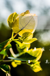 花唄逾期說調(diào)解時間已過會怎樣-花唄逾期2000多發(fā)違約調(diào)解書什么意思