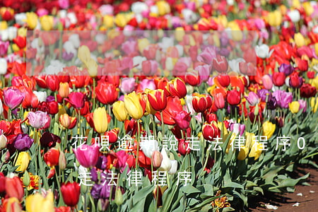 花唄逾期說走法律程序0(支付寶花唄逾期說走法律程序)