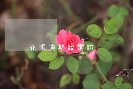 花唄逾期說走訪