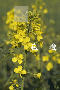 花唄逾期誰來催款的(花唄逾期誰來催款的)