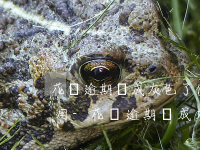 花唄逾期變成灰色了什么時(shí)候能用-花唄逾期變成灰色了什么時(shí)候能用啊