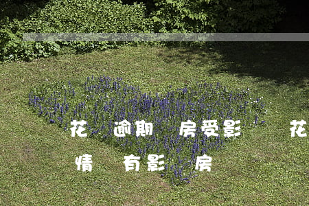 花唄逾期買房受影響嗎(花唄借唄沒有逾期的情況有影響房貸嗎?)