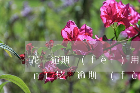 花唄逾期費(fèi)用是多少錢(qián)(花唄逾期費(fèi)用是多少錢(qián))