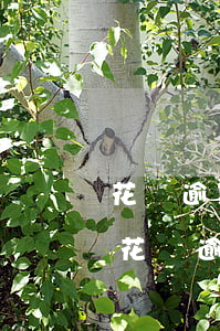 花唄逾期費(fèi)用計(jì)算公式(花唄逾期利息是按總金額還是逾期金額)
