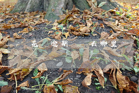 花唄逾期賬單去哪里還