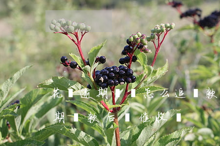 花唄逾期賬單怎么追還款(花唄逾期賬單再分期還款后,還催收嗎?)