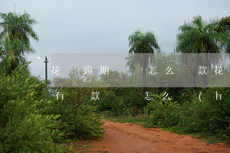 花唄逾期賬單怎么還款(花唄上沒(méi)有還款賬單怎么會(huì)有逾期賬單)