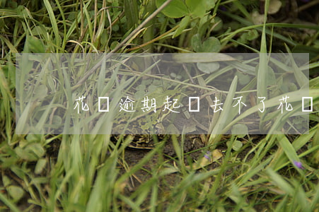 花唄逾期起訴去不了(花唄逾期支付寶起訴)