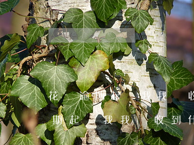 花唄逾期起訴我我會收到什么短信-花唄逾期起訴我我會收到什么短信通知