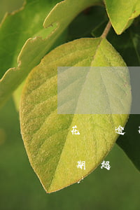 花唄逾期超過30天還能再開通嗎-花唄逾期超過30天還能再開通嗎