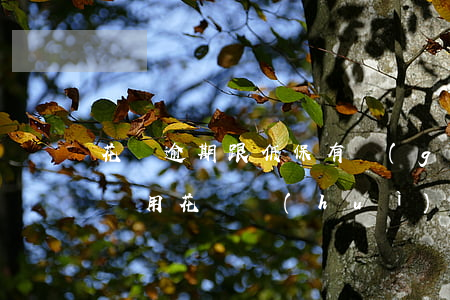 花唄逾期跟低保有關(guān)系嗎(低保戶用花唄會(huì)被政府查到嗎)