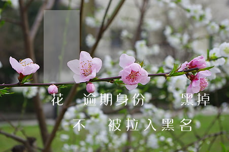 花唄逾期身份證會黑掉嗎(因為坐牢花唄逾期會不會被拉入黑名單)