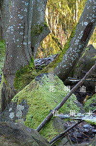花唄逾期辦信用卡辦得了嘛(花唄逾期能否辦信用卡)
