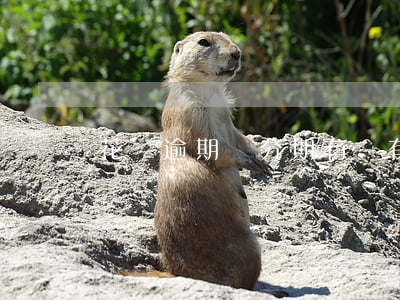 花唄逾期辦分期有沒有影響