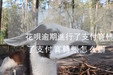 花唄逾期進行了支付寶轉賬-花唄逾期進行了支付寶轉賬怎么辦