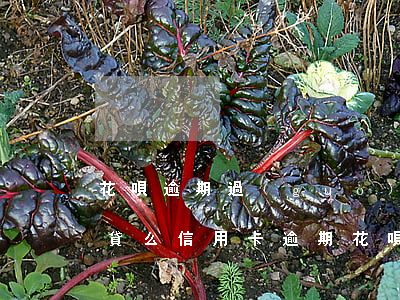 花唄逾期過(guò)可以網(wǎng)貸么(信用卡逾期花唄逾期網(wǎng)貸逾期還可以借錢(qián)嗎)