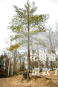 花唄逾期過(guò)后已經(jīng)還款了怎樣恢復(fù)正常征信-花唄逾期過(guò)后已經(jīng)還款了怎樣恢復(fù)正常征信記錄