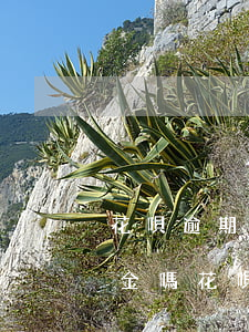 花唄逾期過(guò)能開(kāi)備用金嗎(花唄備用金逾期30多天還清了,花唄啥時(shí)候能使用)