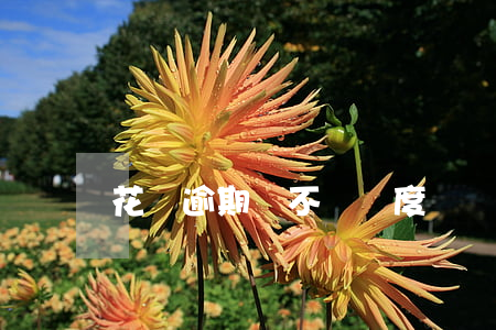 花唄逾期過不長額度嗎