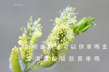 花唄逾期過可以供車嗎(支付寶花唄逾期以后,還清還能貸款買車嗎?)