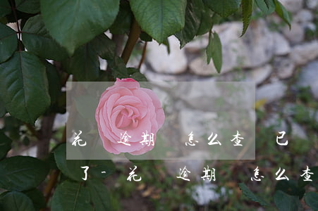 花唄逾期過怎么查詢已經(jīng)還完了-花唄逾期過怎么查詢已經(jīng)還完了沒