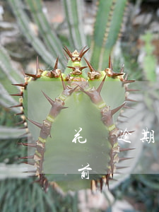 花唄逾期過能不能提額(花唄超限額度怎么提前還)