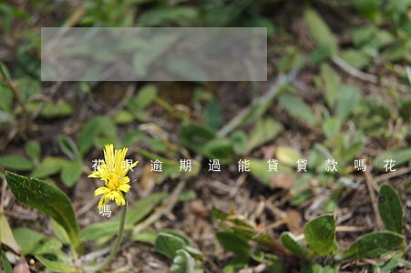 花唄逾期過能貸貸款嗎(花唄逾期過能貸貸款嗎)