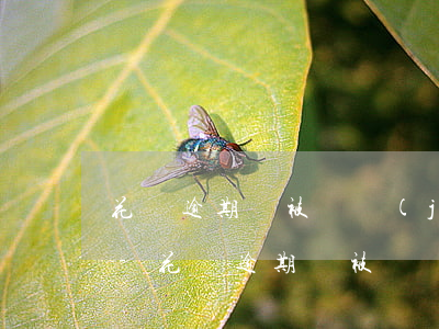花唄逾期過被凍結(jié)還清還沒解封-花唄逾期過被凍結(jié)還清還沒解封怎么辦