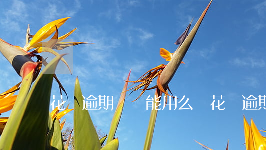 花唄逾期過還能用么嗎 花唄逾期過還能用么嗎