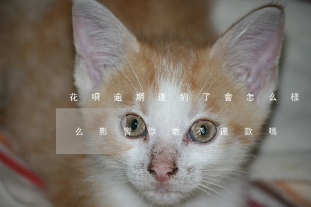 花唄逾期違約了會怎么樣(花唄逾期還款有什么影響?你敢不還款嗎)