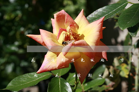 花唄逾期避免被起訴方法(花唄逾期多久會被起訴?花唄逾期被起訴)