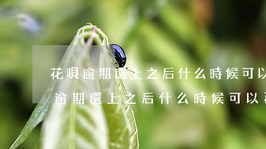 花唄逾期還上之后什么時候可以再用?-花唄逾期還上之后什么時候可以再用借唄